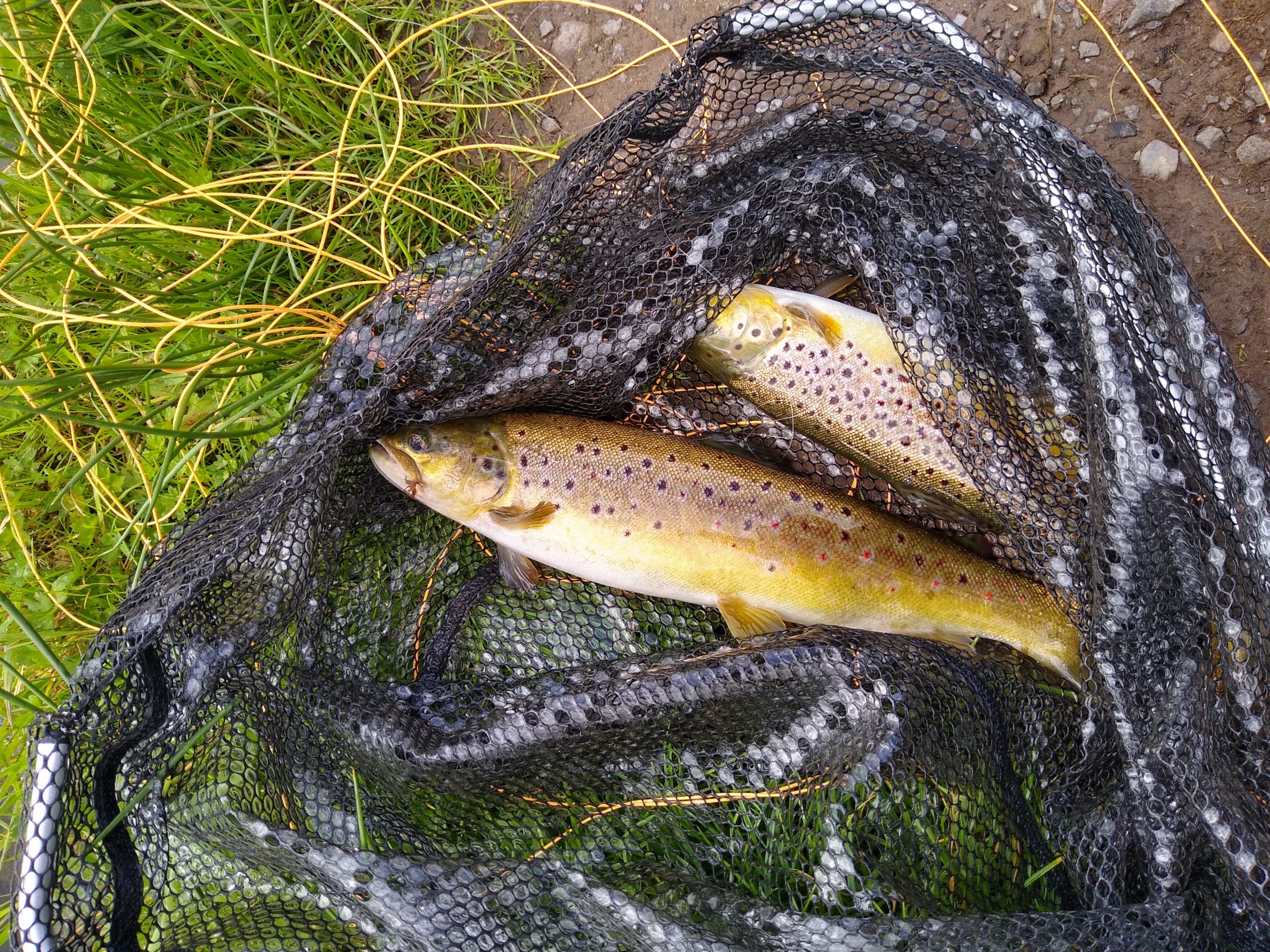 "Goldenloch" Fly Fishing at its best for you to enjoy Information and